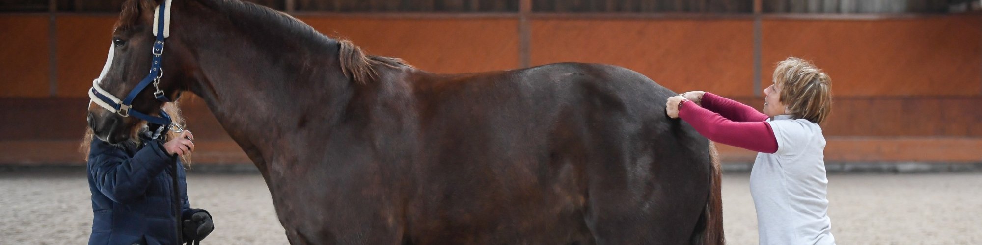 Pferd-manuell-Physio Dielsdorf227