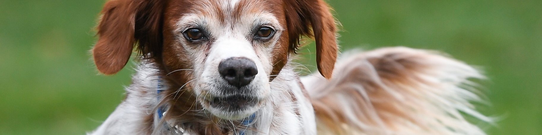 Hund-aktiv--Physio Dielsdorf012