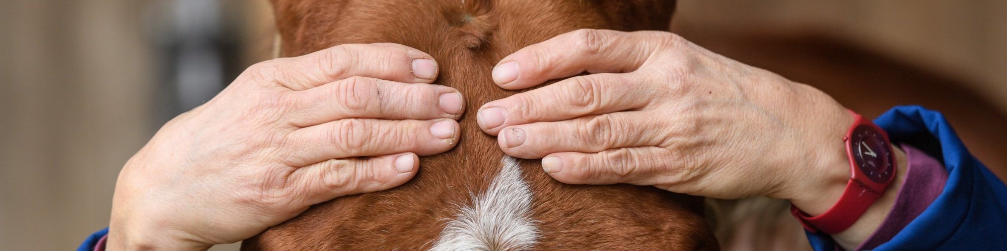 Pferd-manuell- D5X4529