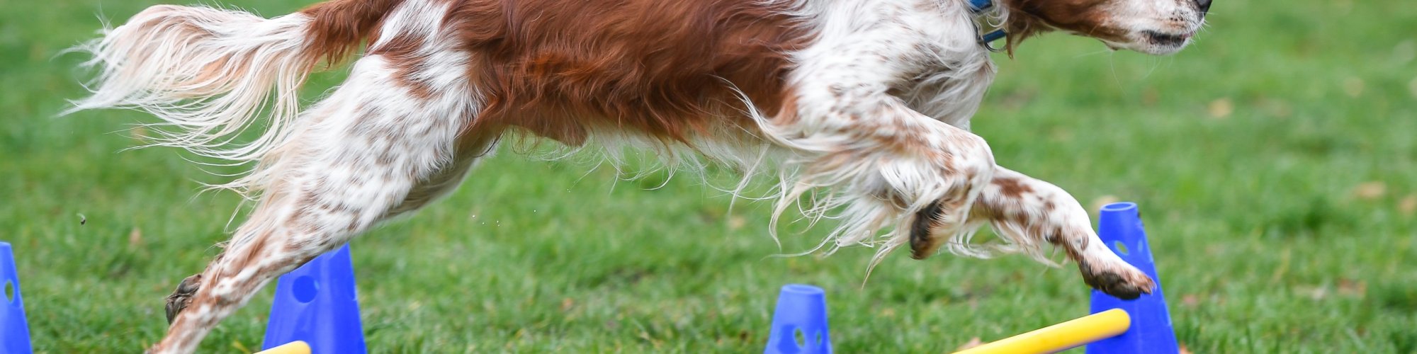 Hund-aktiv--Physio Dielsdorf004