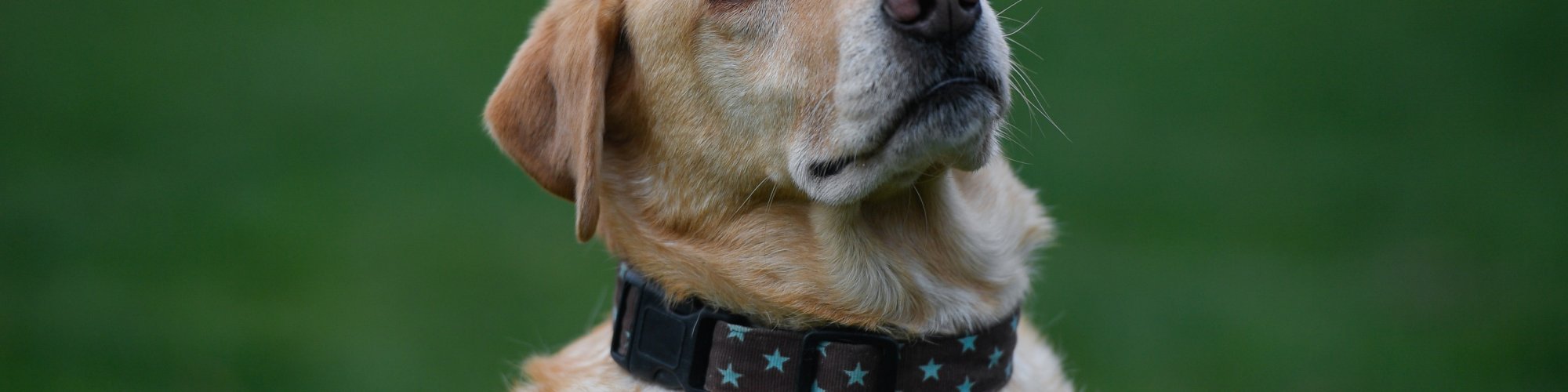 Hund-freibewegend--Physio Dielsdorf048