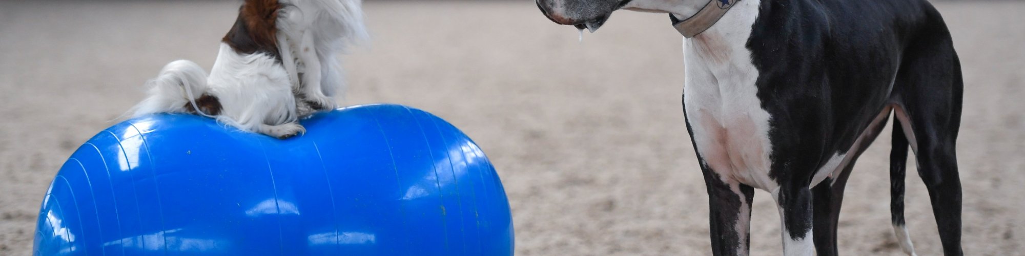 Hund-freibewegend--Physio Dielsdorf144