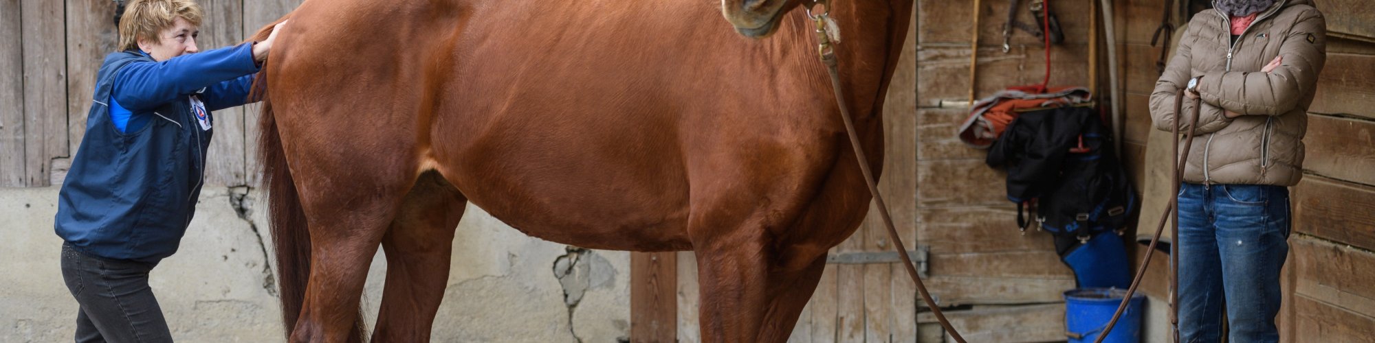 Pferd-manuell- D5X4564