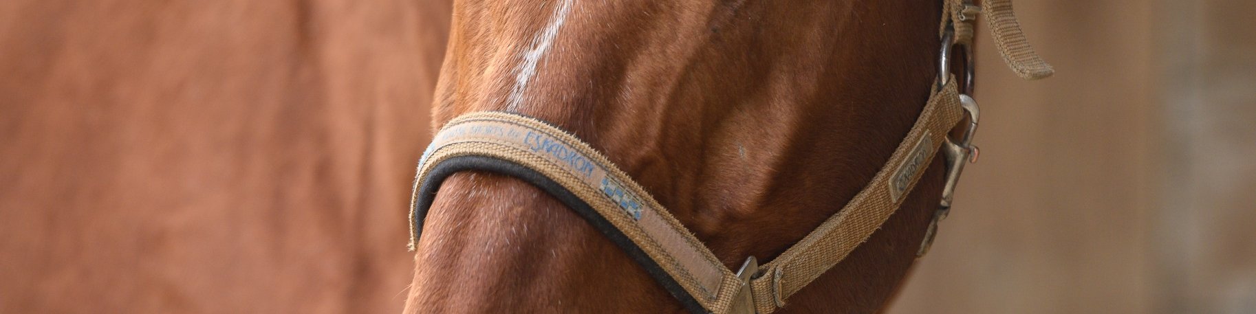 Pferd-manuell- D5X4574