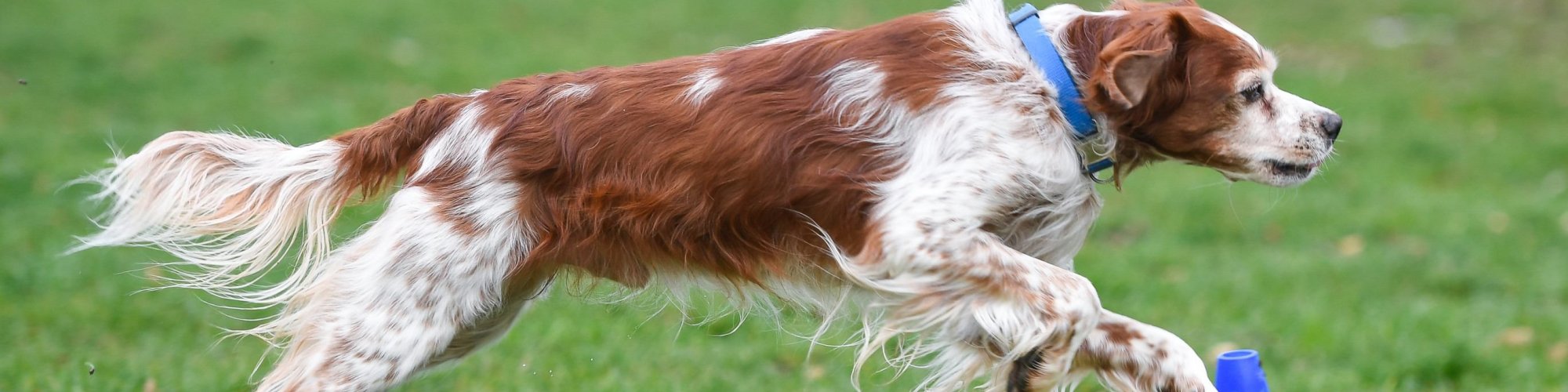 Hund-aktiv--Physio Dielsdorf004