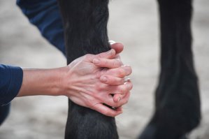 Pferd-manuell-Physio Dielsdorf274