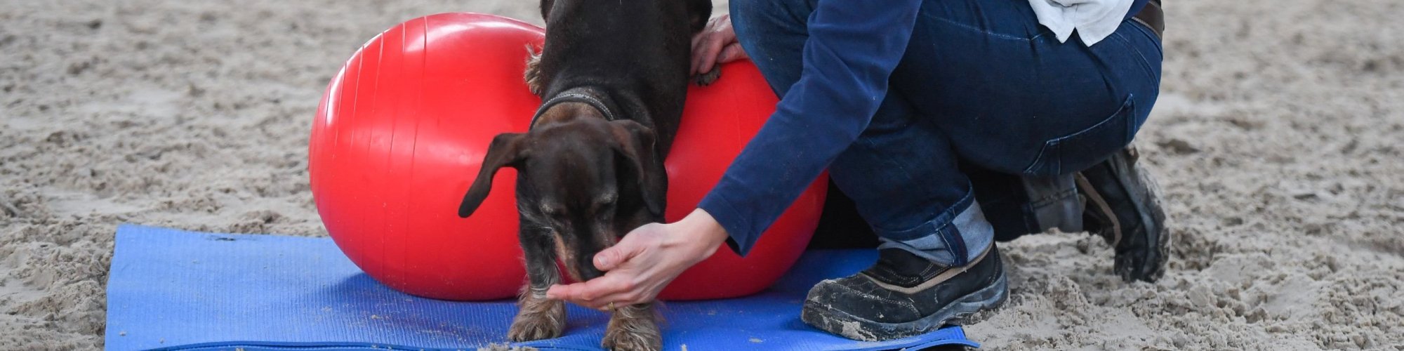 Hund-aktiv--Physio Dielsdorf088