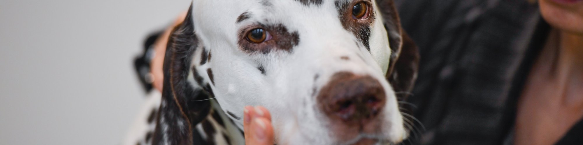 Hund-manuell--Physio Marco Marigin064