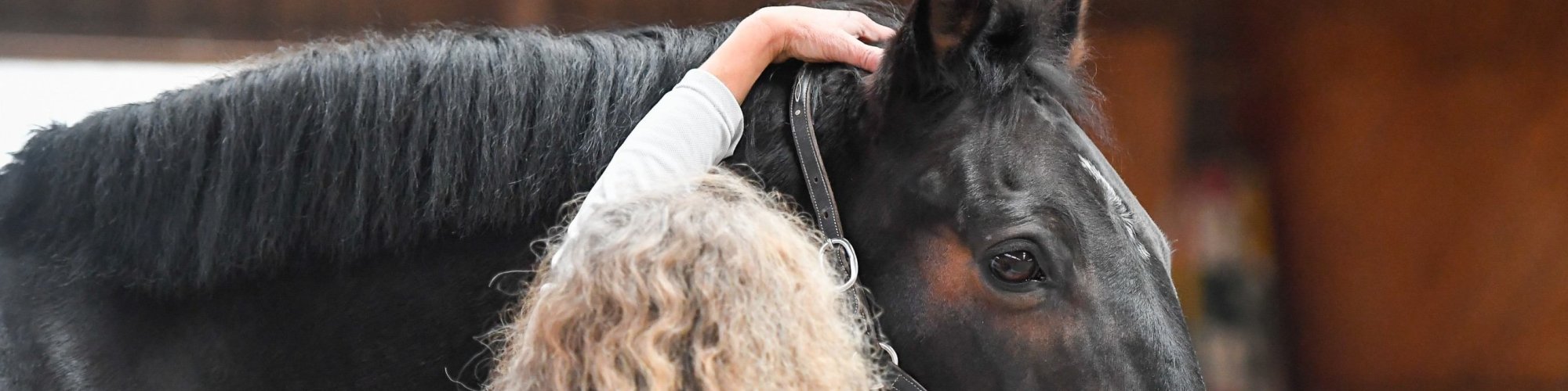 Pferd-manuell-Physio Dielsdorf188