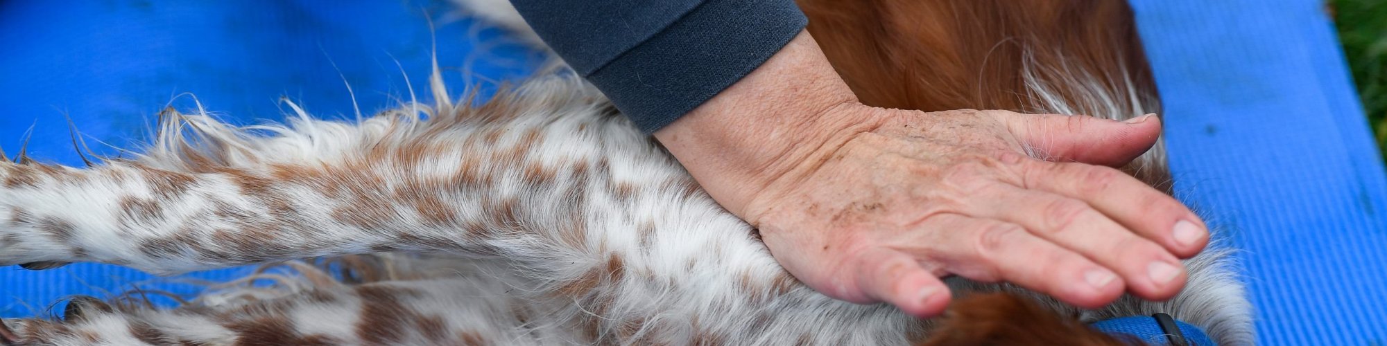 Hund-manuell--Physio Dielsdorf040