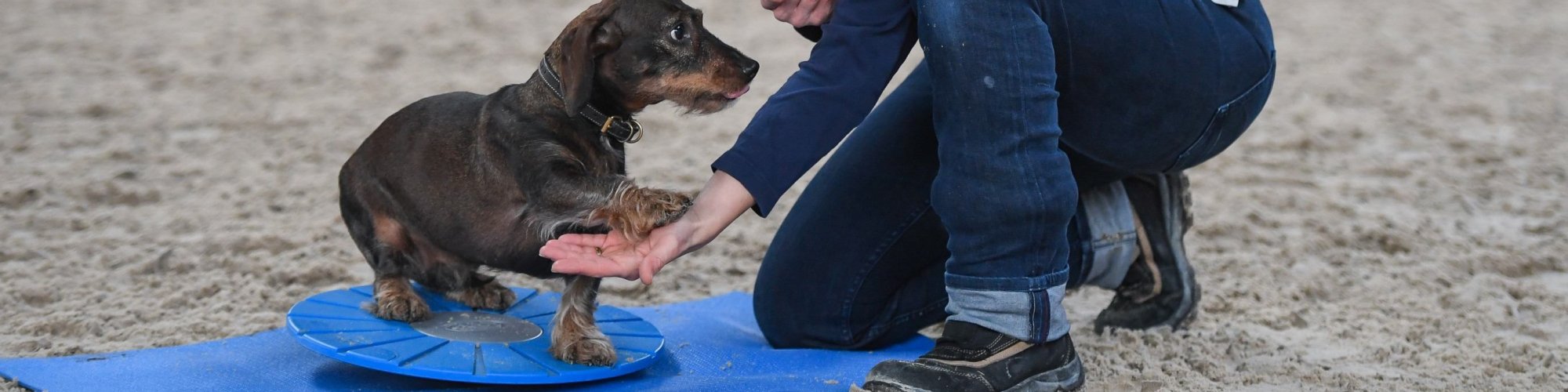 Hund-aktiv--Physio Dielsdorf073