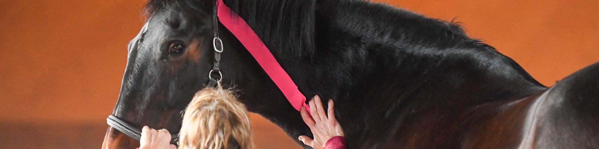 Pferd-aktiv-Physio Dielsdorf303