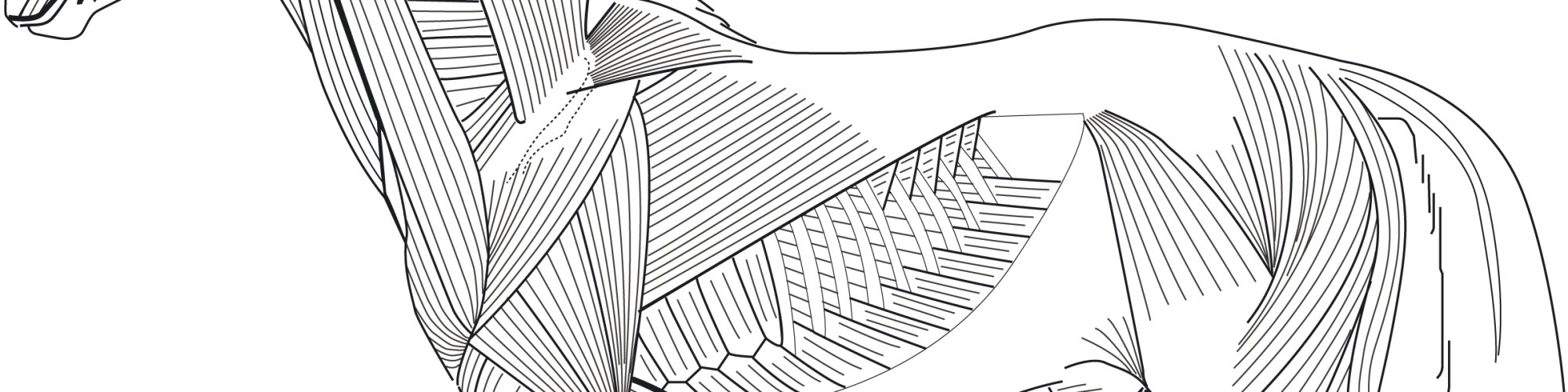 Seitlich Pferdmuskeln