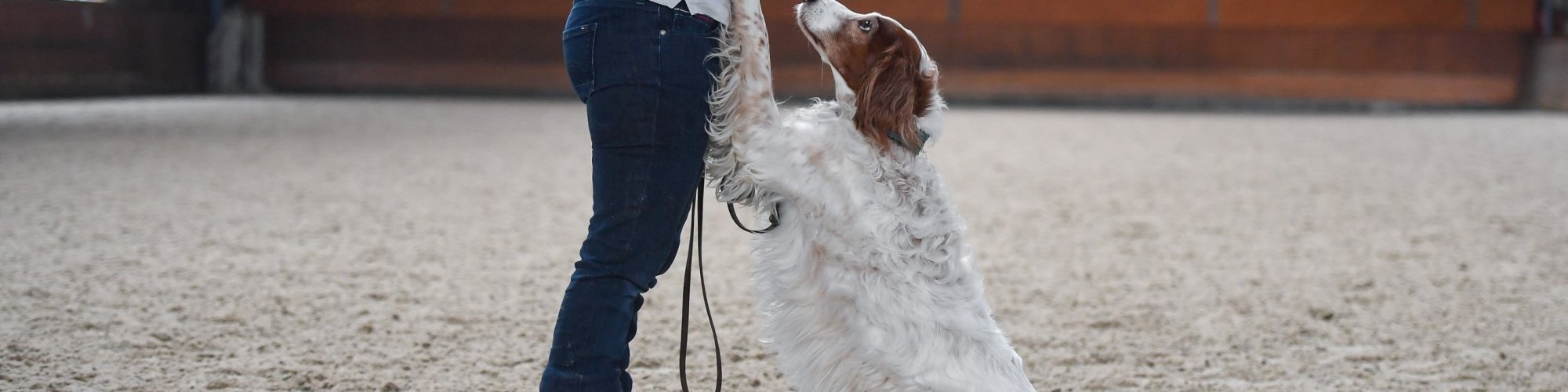 Hund-aktiv--Physio Dielsdorf110