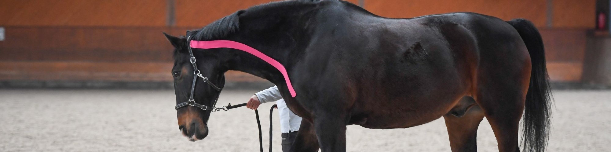 Pferd-aktiv-Physio Dielsdorf296