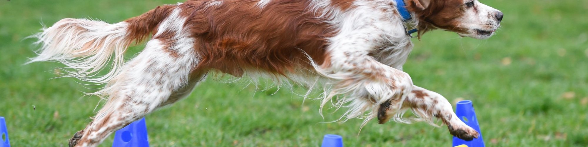 Hund-aktiv--Physio Dielsdorf004