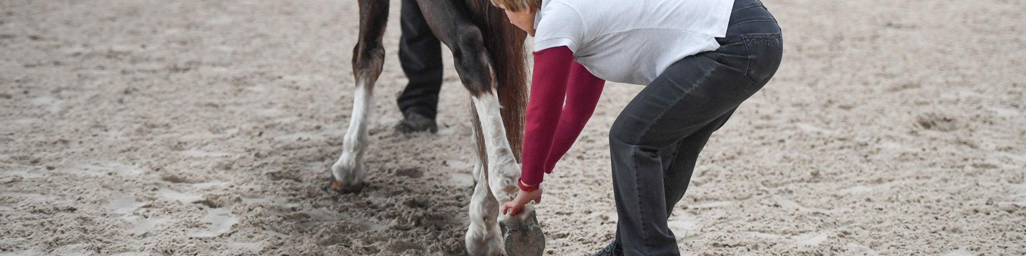 Pferd-manuell-Physio Dielsdorf215