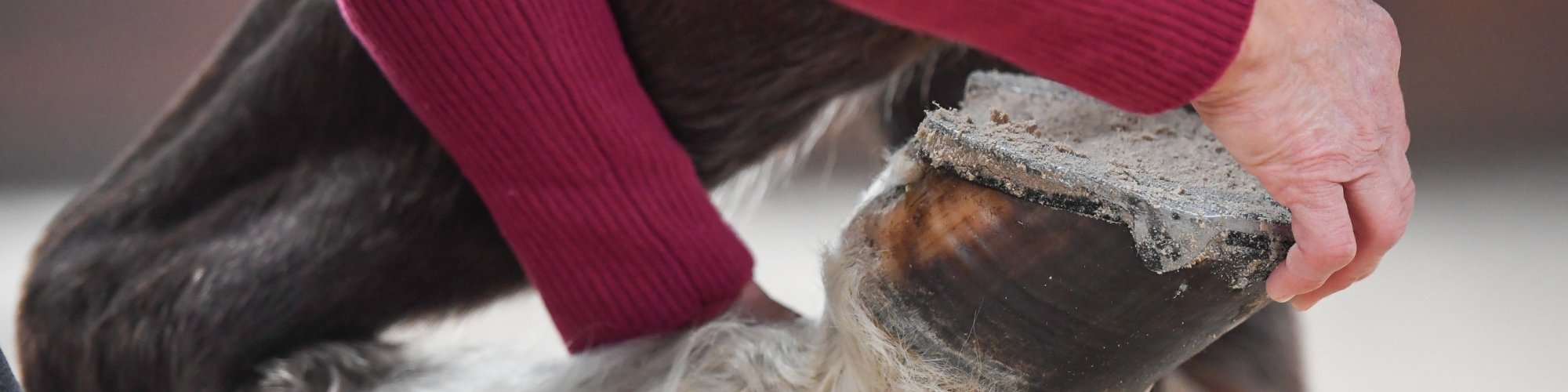 Pferd-manuell-Physio Dielsdorf198