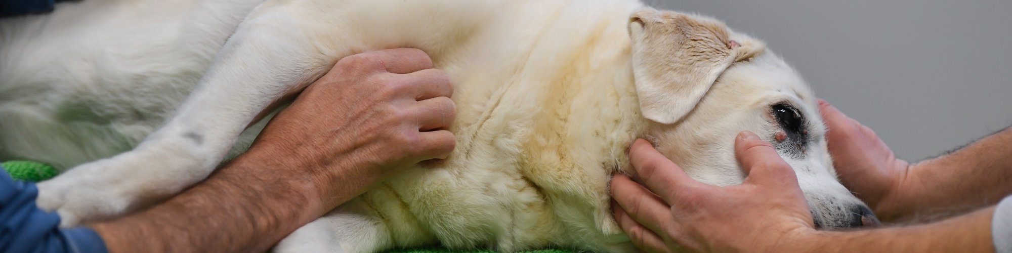 Hund-manuell--Physio Marco Marigin030