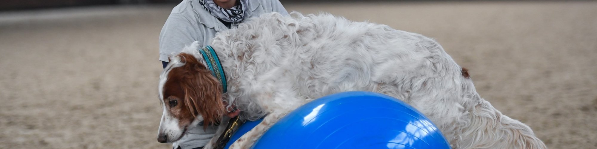 Hund-aktiv--Physio Dielsdorf116