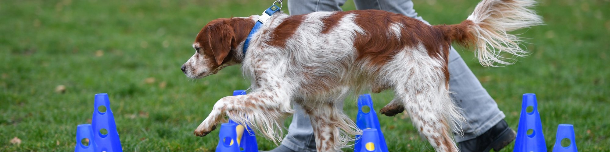 Hund-aktiv--Physio Dielsdorf001