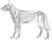 Seite Muskel Hund